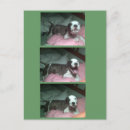 Search for pitbull christmas cards Puppy