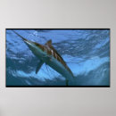Search for marlin art Underwater
