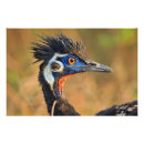 Search for endangered birds posters Nature