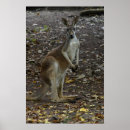 Search for kangaroos posters Animal