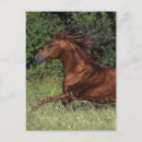 Search for stallion postcards Equestrian