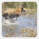 Search for agility stickers Speed