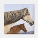 Search for mustangs magnets Nature