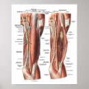 Search for arm muscle posters Medical