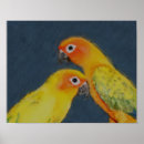 Search for conures art Animal