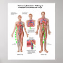 Search for respiratory system posters Rib cage