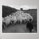 Search for sheep dog posters Farm