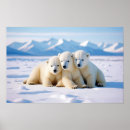 Search for arctic animals posters Nature