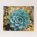 Search for succulent puzzles Southwest