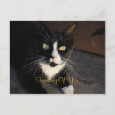 Search for thinking cat postcards White