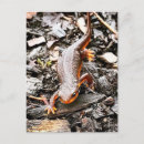 Search for salamander postcards Nature