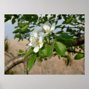 Search for pear tree poster posters Trees