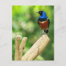 Search for starlings postcards Animals