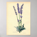 Search for lavendar posters Floral