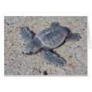 Search for loggerhead Ocean