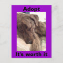 Search for plott hound Puppy