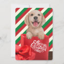 Search for white dog christmas cards Festive