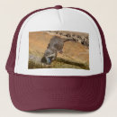 Search for otter hats Animal