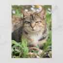 Search for brindle postcards Photography