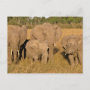 Search for masai mara postcards Baby