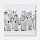 Search for penguin magnets Animal
