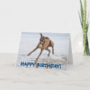 Search for funny boxer dog birthday cards Cute