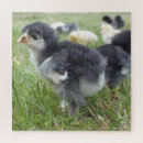 Search for chicken puzzles Poultry