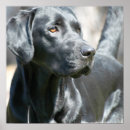 Search for alert posters Dog