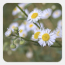 Search for daisy picture stickers White