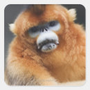 Search for staring stickers Outdoors