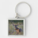 Search for white tail key rings Wildlife