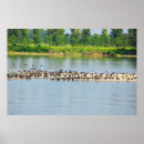 Search for danube posters Travel