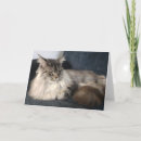 Search for maine coon cards Animal