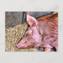 Search for cute pig postcards Farms