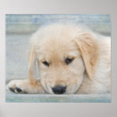 Search for pups posters Pet
