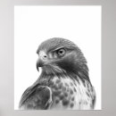 Search for hawk paintings posters Red tailed hawk