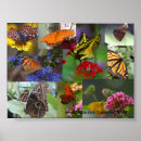 Search for beautiful butterflies posters Collage
