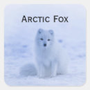 Search for white fox stickers Wildlife