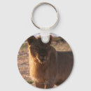 Search for lion photo key rings Big cat