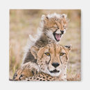 Search for cheetahs magnets Maasai mara national reserve