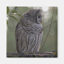 Search for juvenile magnets Outdoors