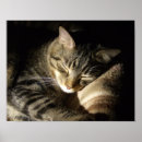 Search for sleeping beauty posters Kitten