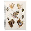 Search for mollusks Seashells