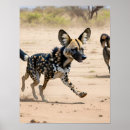 Search for african animals posters Outdoors