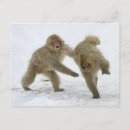 Search for japanese snow monkeys postcards Outdoors