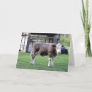 Search for staring cards Photography