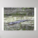 Search for gators posters Alligator