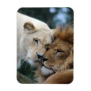 Search for lioness magnets Lions