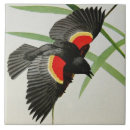 Search for wings tiles Wildlife