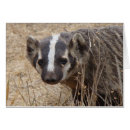 Search for badgers Mammal